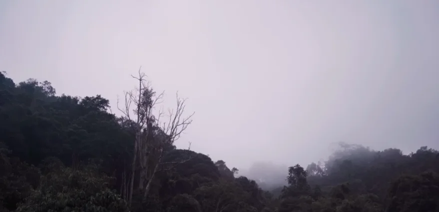 Gunung Tangkit Tebak pemangandan